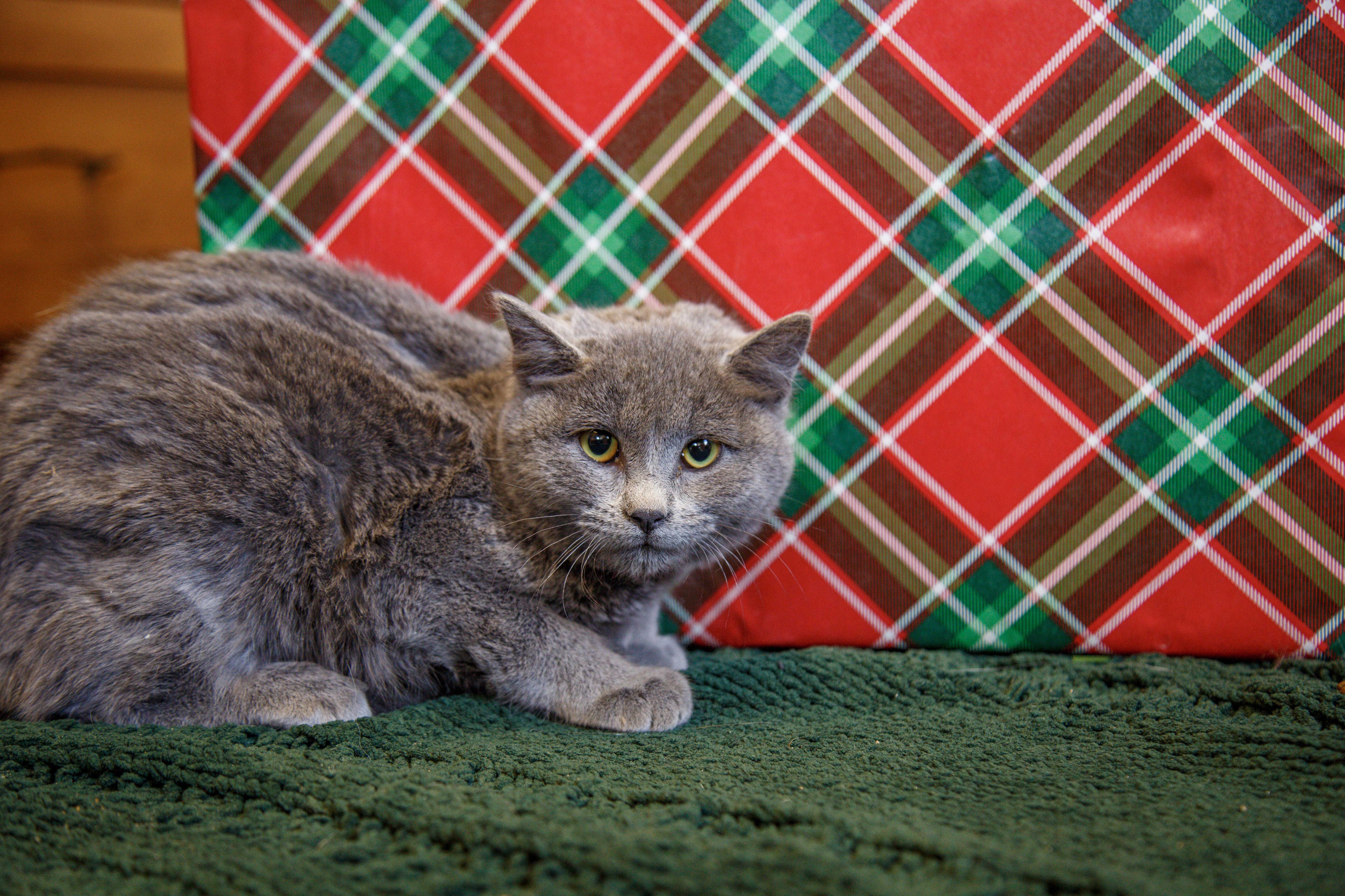 Enlarge Greta, an adopted Domestic Medium Hair in Gunnison, CO image 1/1
