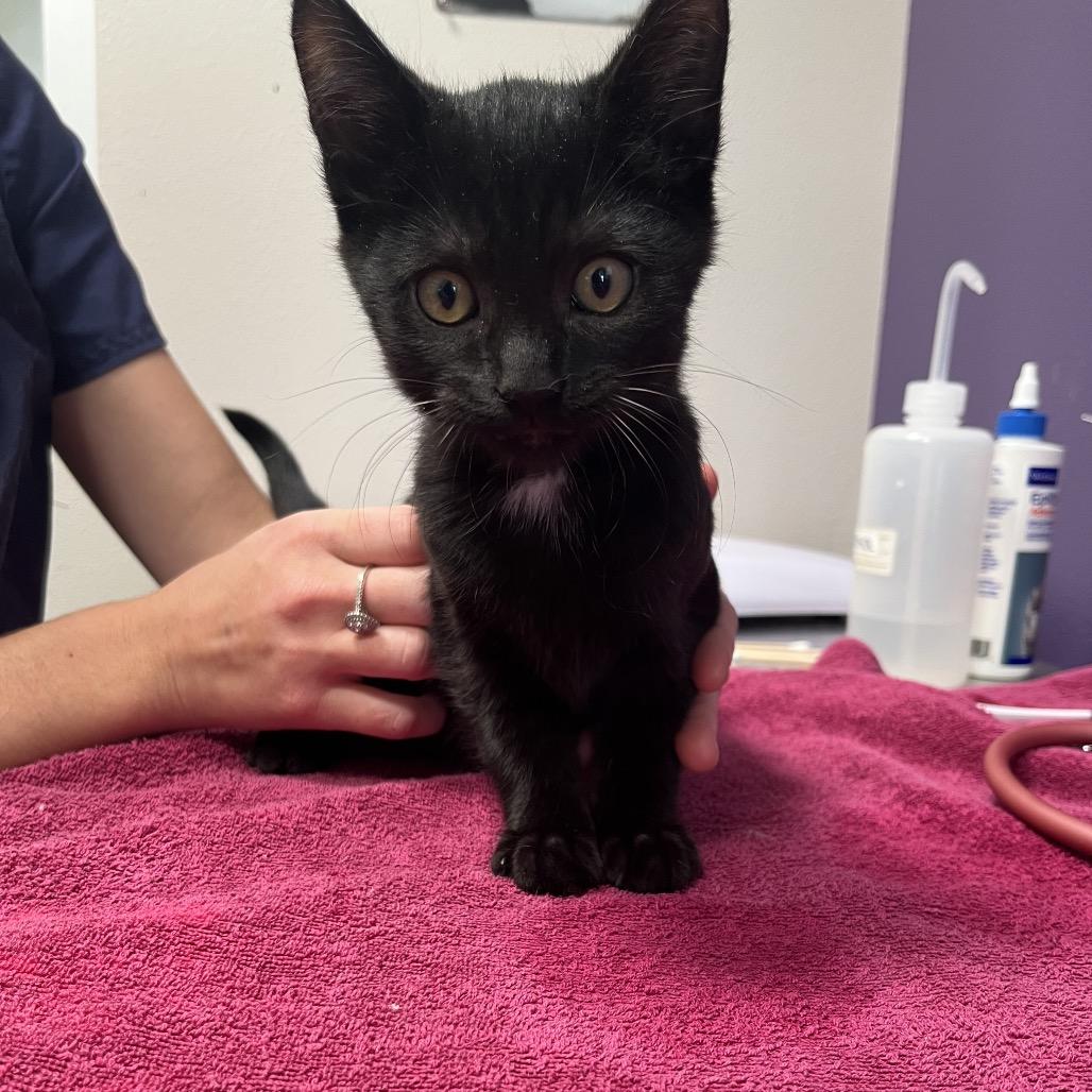 Tyler, Adoptable, Kitten Male Domestic Short Hair & Domestic Short Hair.