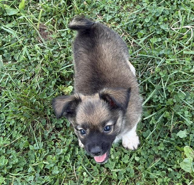 Enlarge Kai, a Adopted mixed breed in Lafayette Hill, PA image 1/2