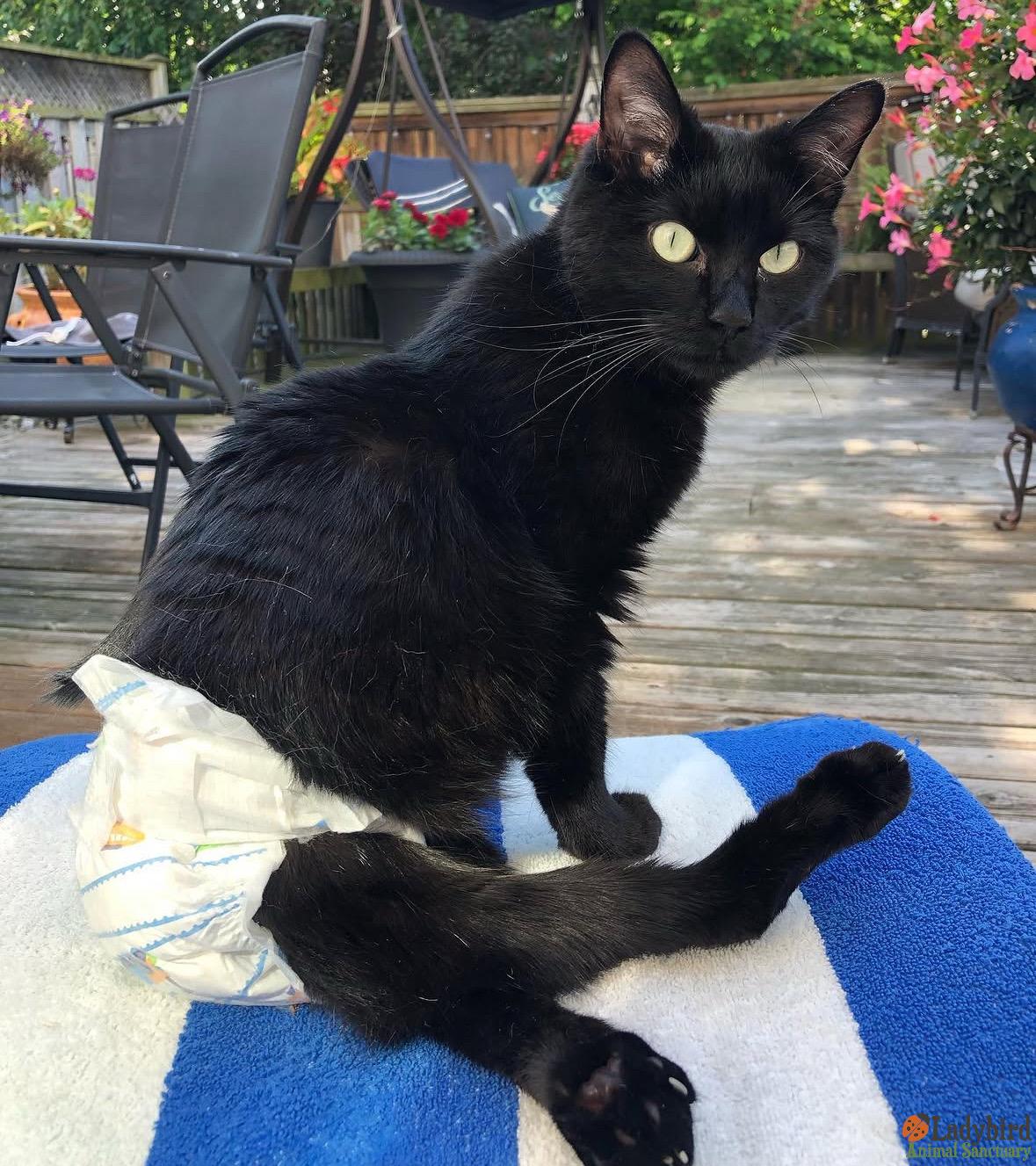 Enlarge Mickey, a Adoptable Domestic Short Hair in Hamilton, ON image 3/5