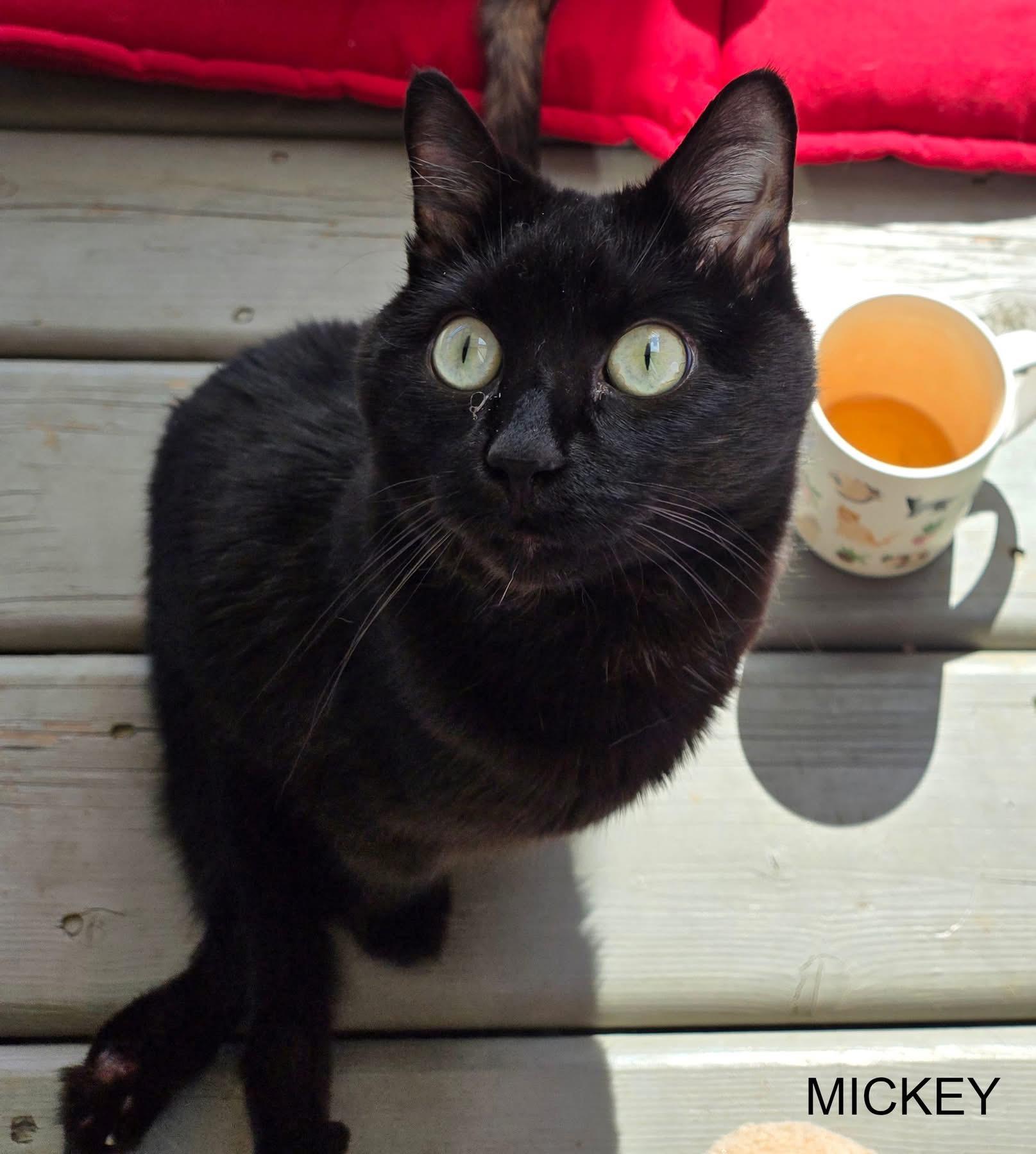 Enlarge Mickey, a Adoptable Domestic Short Hair in Hamilton, ON image 4/5