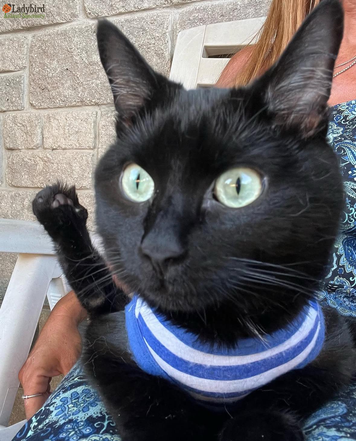 Enlarge Mickey, a Adoptable Domestic Short Hair in Hamilton, ON image 2/5