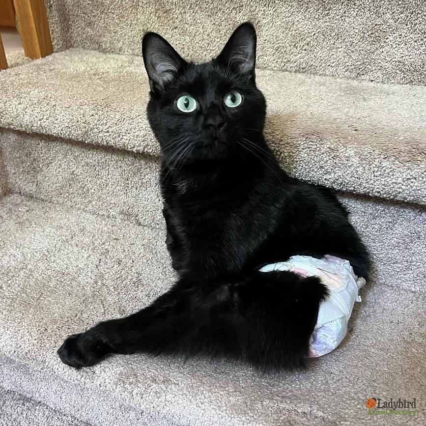 Mickey, Adoptable, Adult Male Domestic Short Hair.