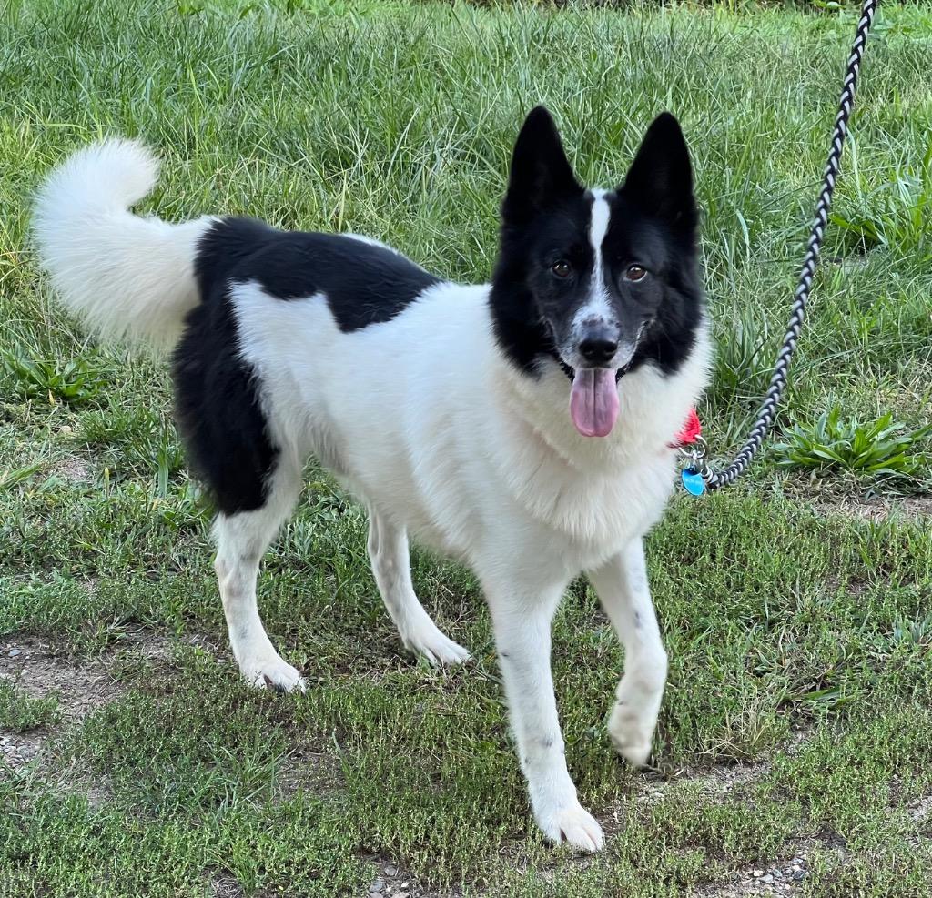 Chance, Adopted, Adult Male Border Collie & Husky.