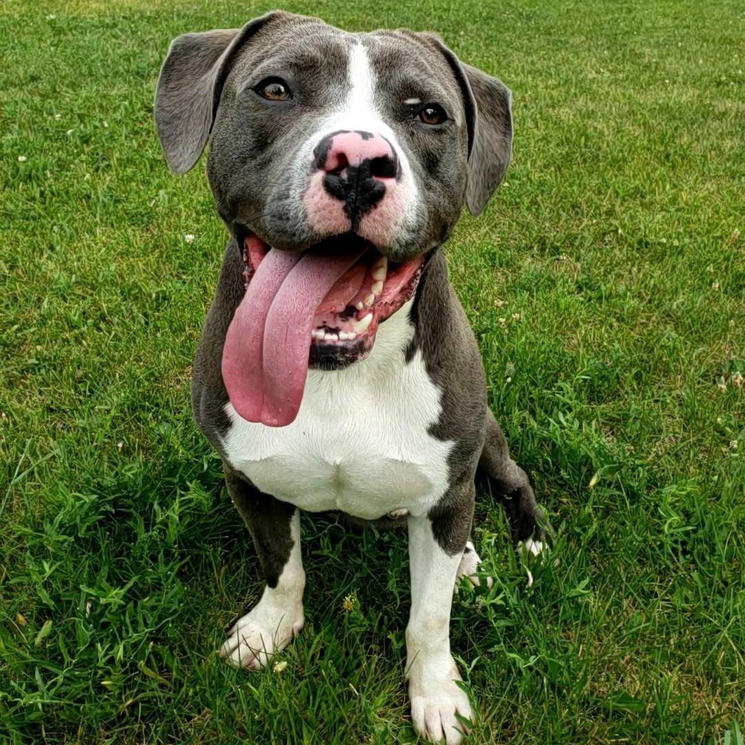 Enlarge Augie, a Adopted mixed breed in Wheeling, IL image 1/6
