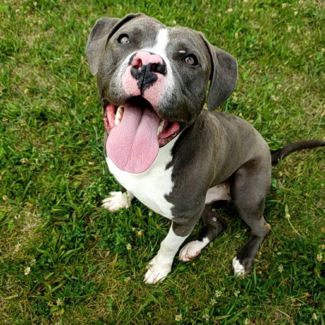 Enlarge Augie, a Adopted mixed breed in Wheeling, IL image 2/6