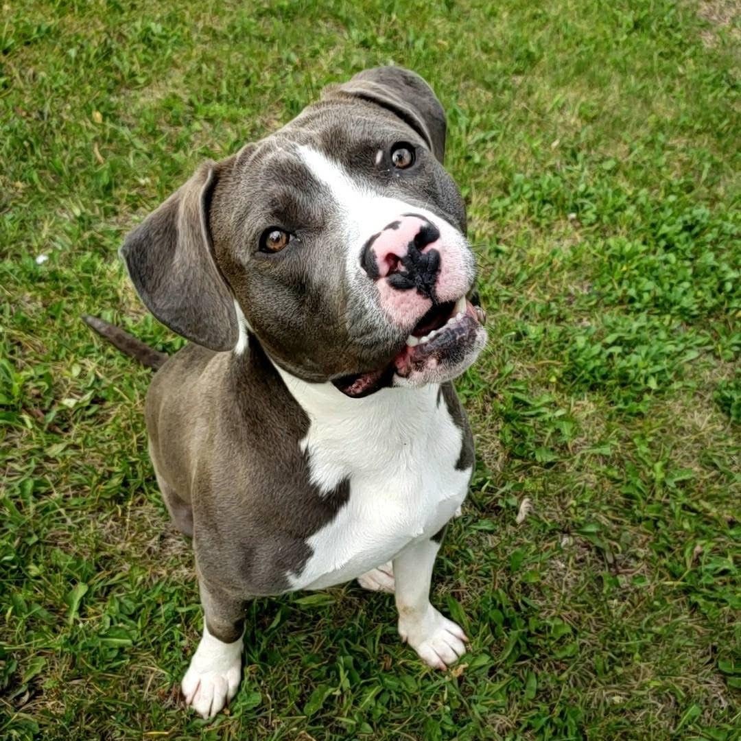 Enlarge Augie, a Adopted mixed breed in Wheeling, IL image 3/6