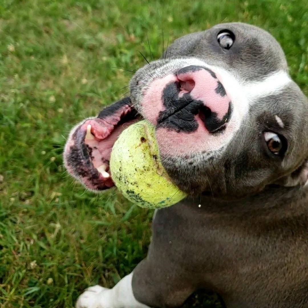 Enlarge Augie, a Adopted mixed breed in Wheeling, IL image 4/6