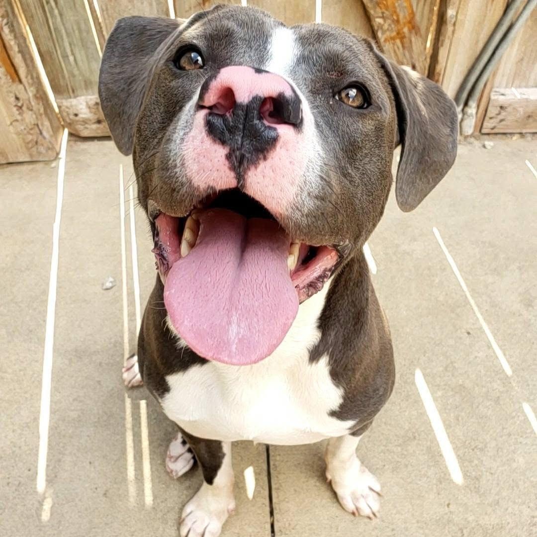 Enlarge Augie, a Adopted mixed breed in Wheeling, IL image 5/6