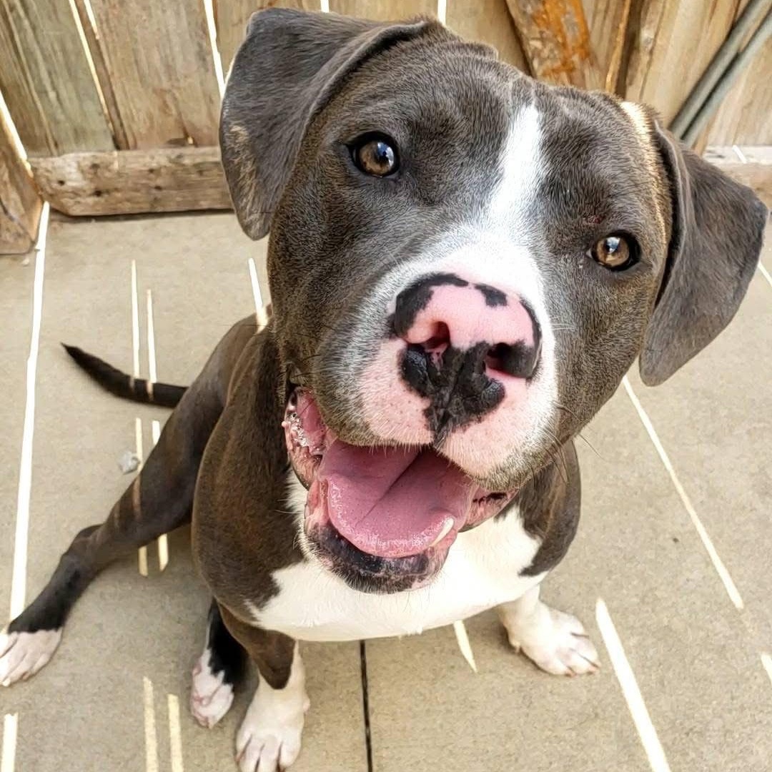 Enlarge Augie, a Adopted mixed breed in Wheeling, IL image 6/6