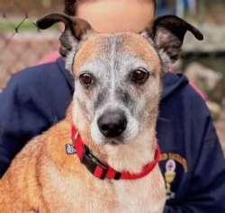 Enlarge Cutie Pie, a Adoptable mixed breed in Sudbury, MA image 2/5