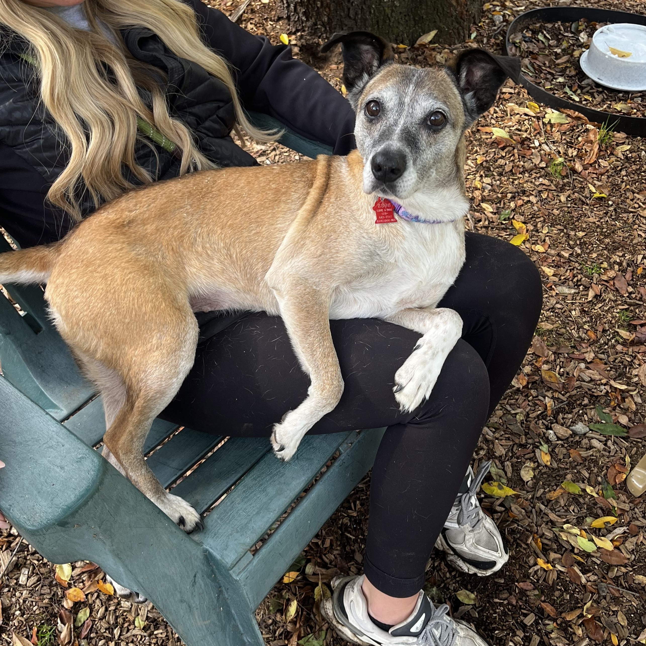 Cutie Pie, Adoptable, Adult Female Whippet.