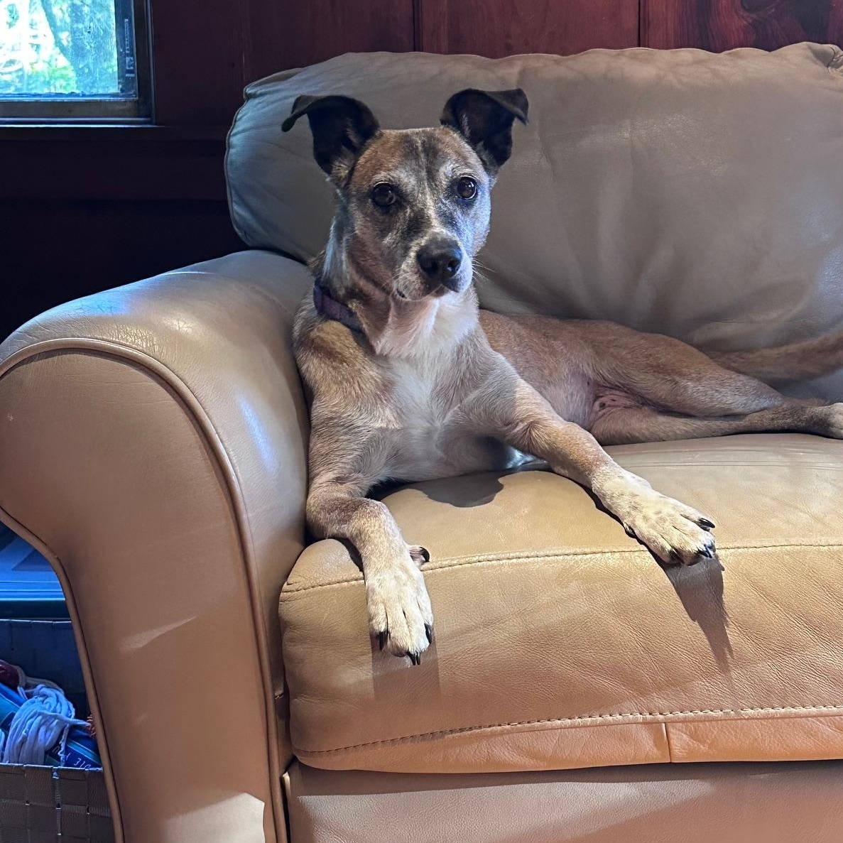 Enlarge Cutie Pie, a Adoptable mixed breed in Sudbury, MA image 5/5