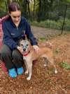 Enlarge Cutie Pie, a Adoptable mixed breed in Sudbury, MA image 4/5