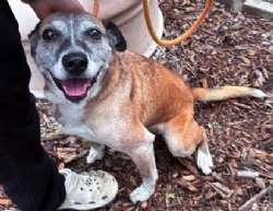 Enlarge Cutie Pie, a Adoptable mixed breed in Sudbury, MA image 3/5