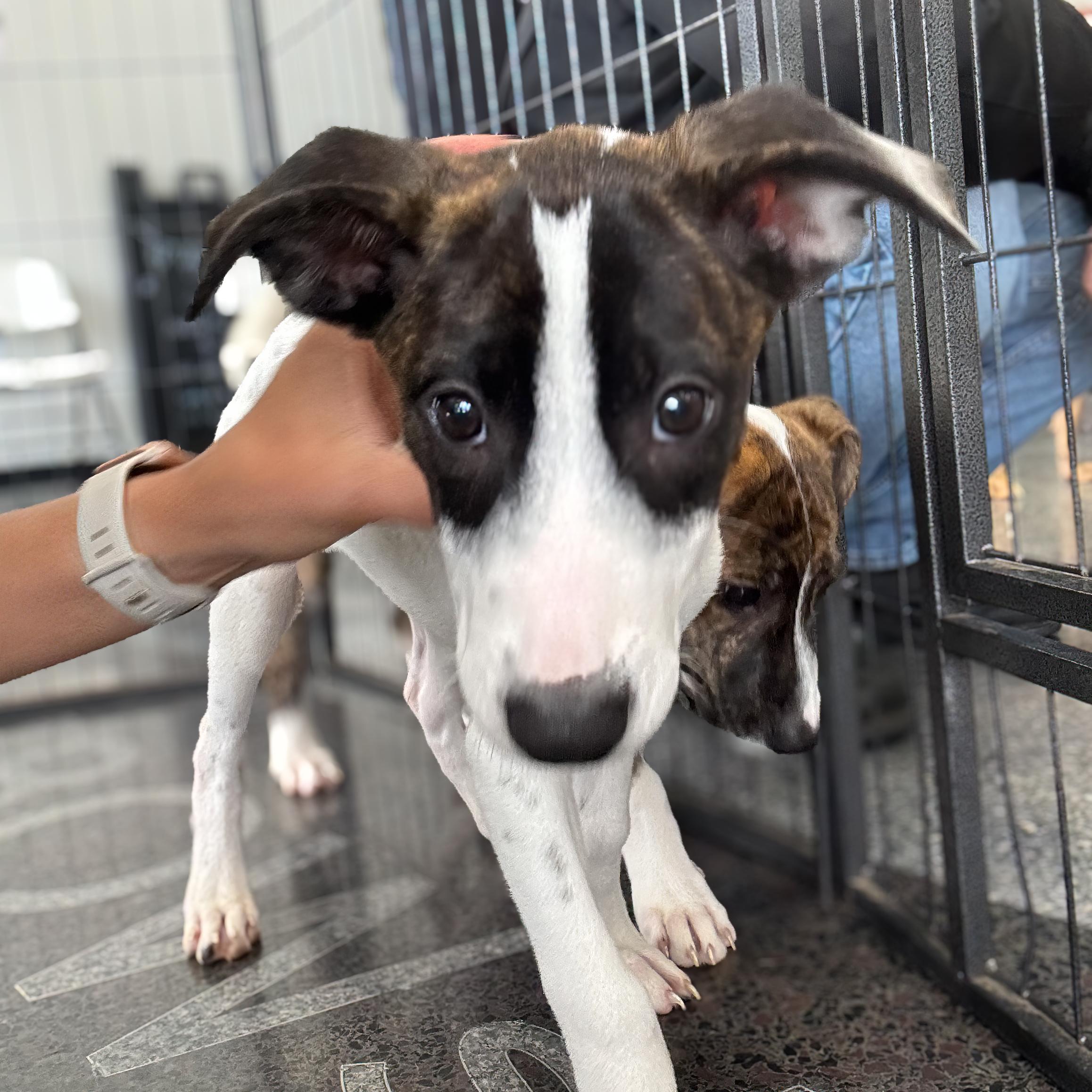 Enlarge Valkyrie, a Adoptable mixed breed in Lindenhurst, NY image 1/1