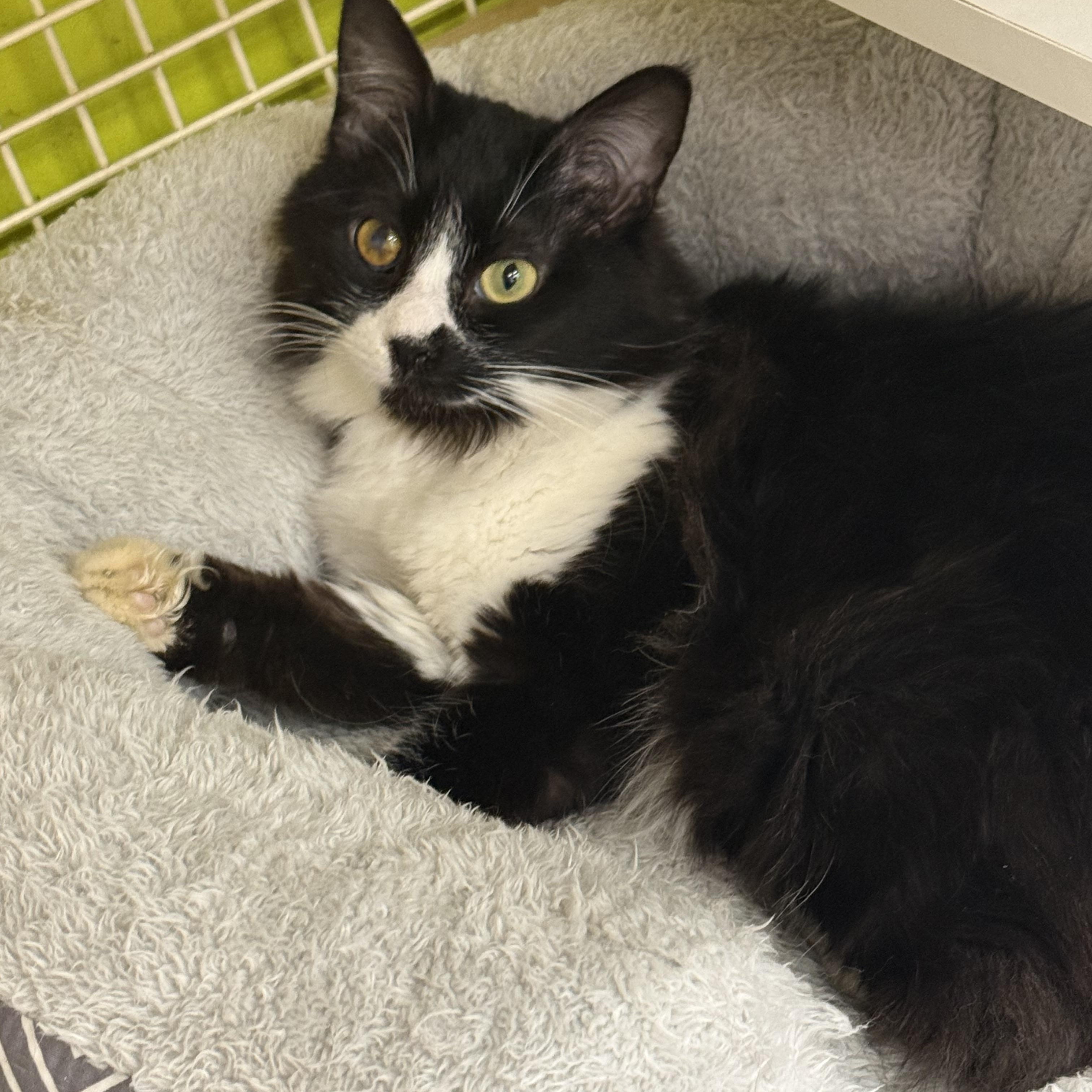 Cleopatra, a ADOPTABLE Domestic Medium Hair in Old Bridge, NJ image 1/2