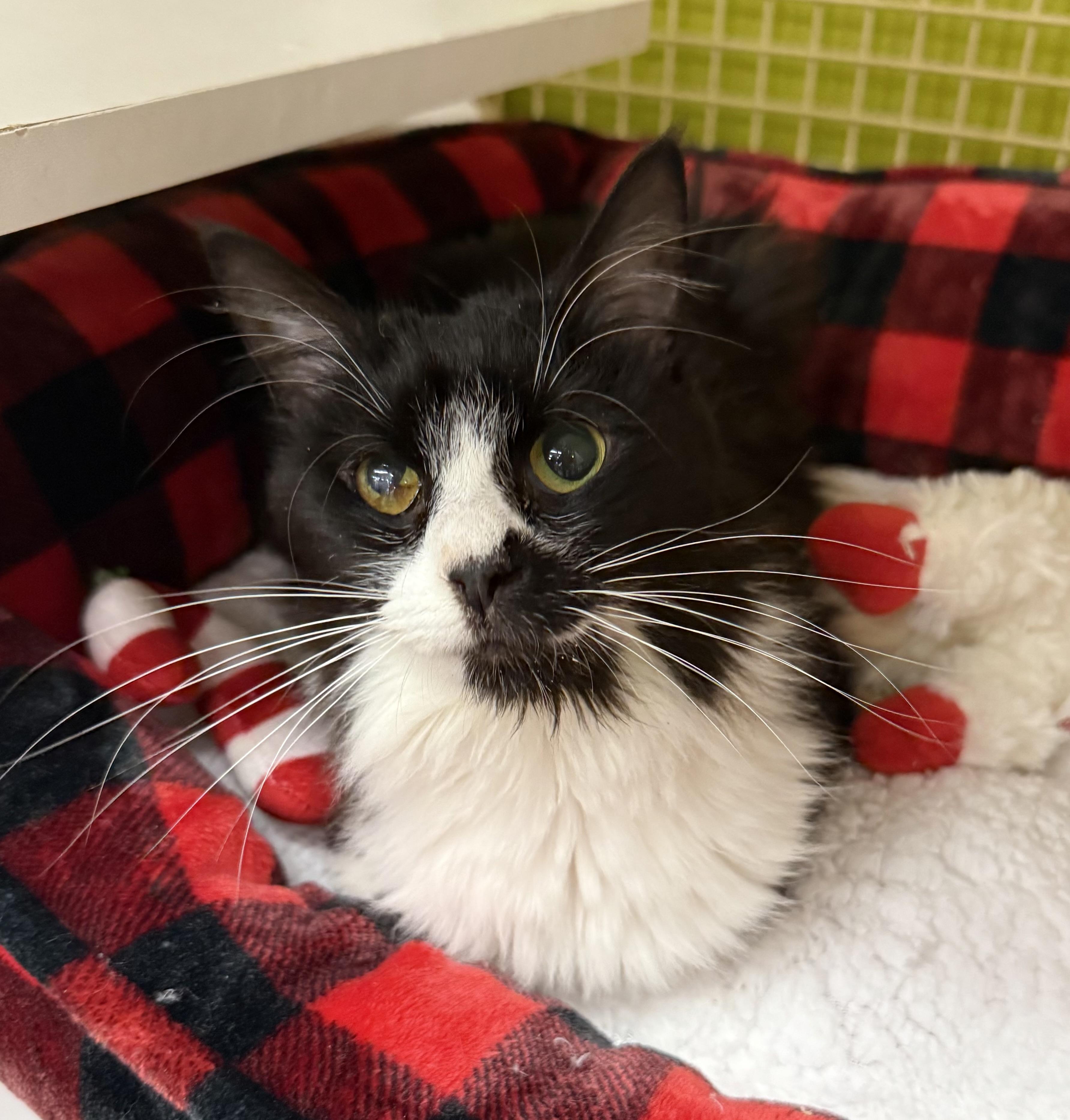 Cleopatra, a ADOPTABLE Domestic Medium Hair in Old Bridge, NJ image 2/2