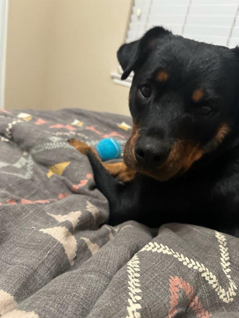 Zoe, a Adopted Rottweiler in Temecula, CA image 1/6