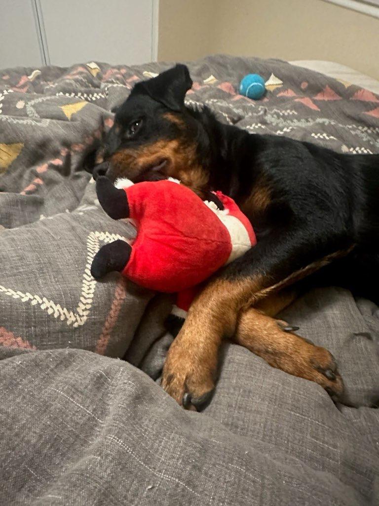 Zoe, a Adopted Rottweiler in Temecula, CA image 5/6