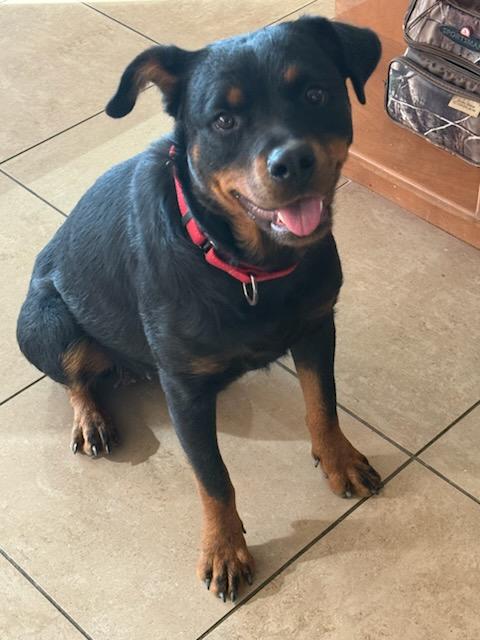 Zoe, a Adopted Rottweiler in Temecula, CA image 4/6