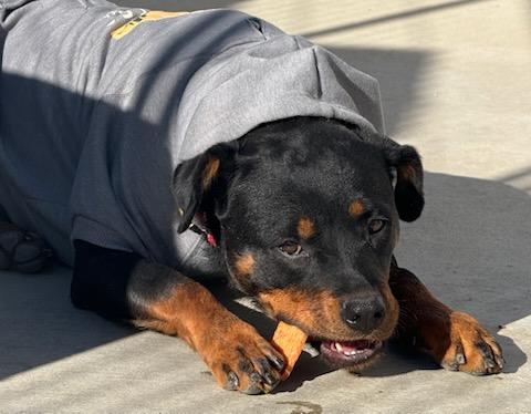 Zoe, a Adopted Rottweiler in Temecula, CA image 6/6