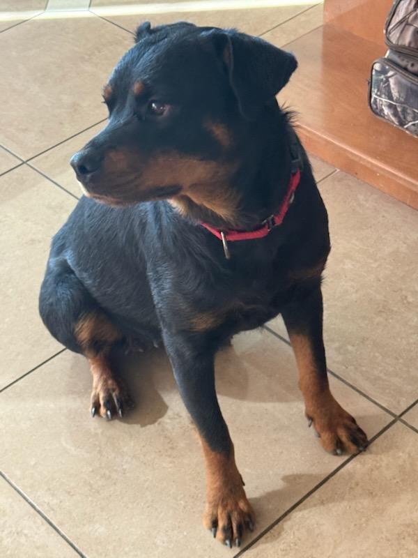 Zoe, a Adopted Rottweiler in Temecula, CA image 3/6