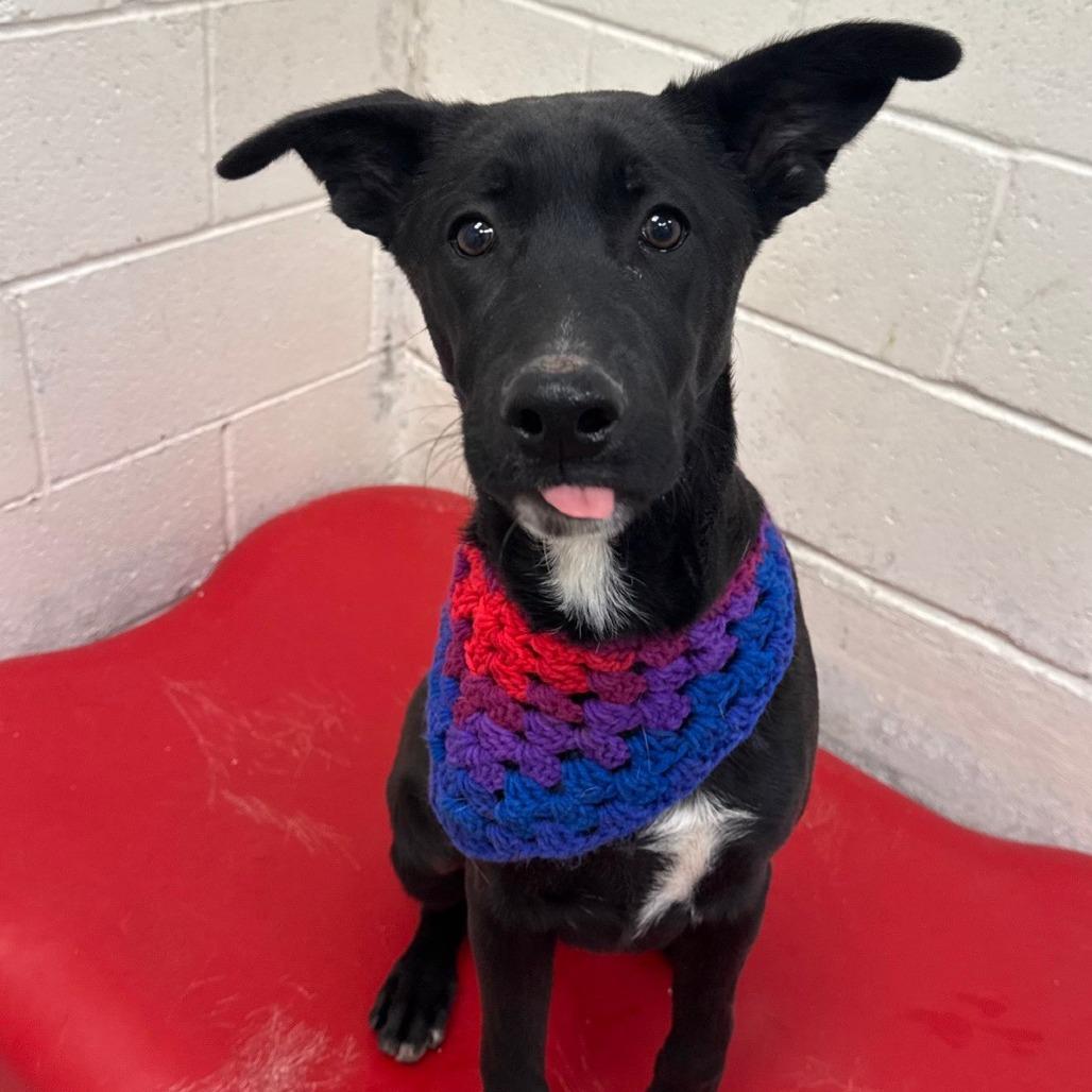 Enlarge Dexter, a Adoptable Mixed Breed in Las Cruces, NM image 1/6