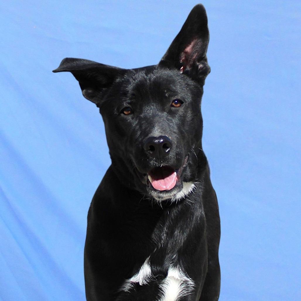 Enlarge Dexter, a Adoptable Mixed Breed in Las Cruces, NM image 2/6