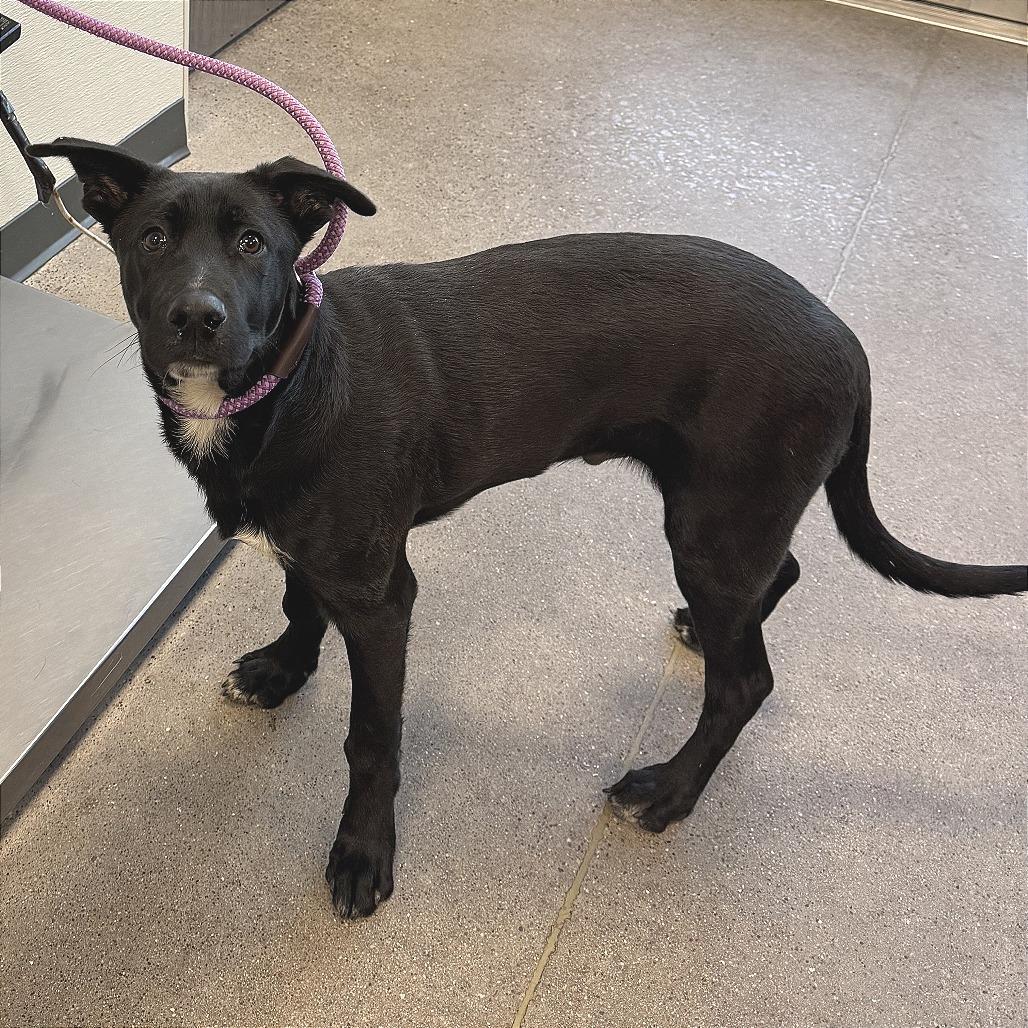 Enlarge Dexter, a Adoptable Mixed Breed in Las Cruces, NM image 3/6