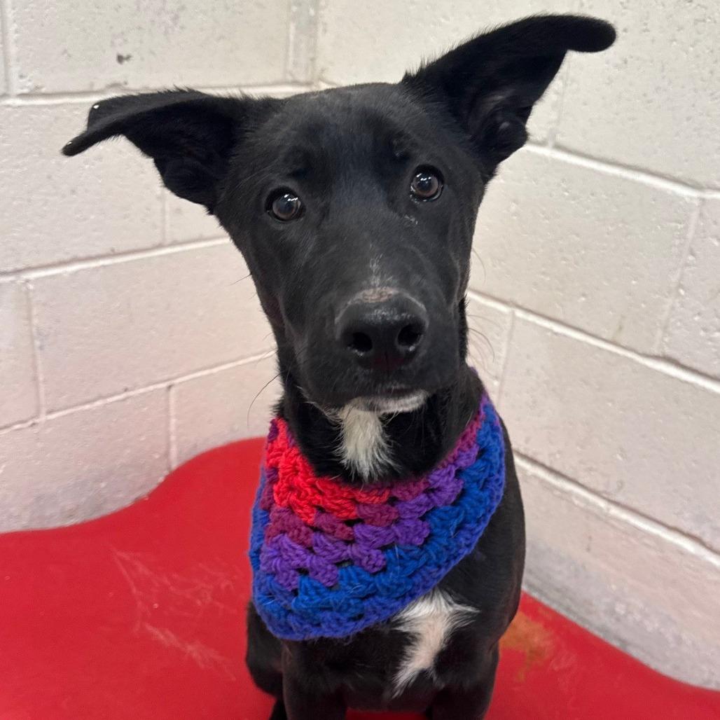 Enlarge Dexter, a Adoptable Mixed Breed in Las Cruces, NM image 4/6