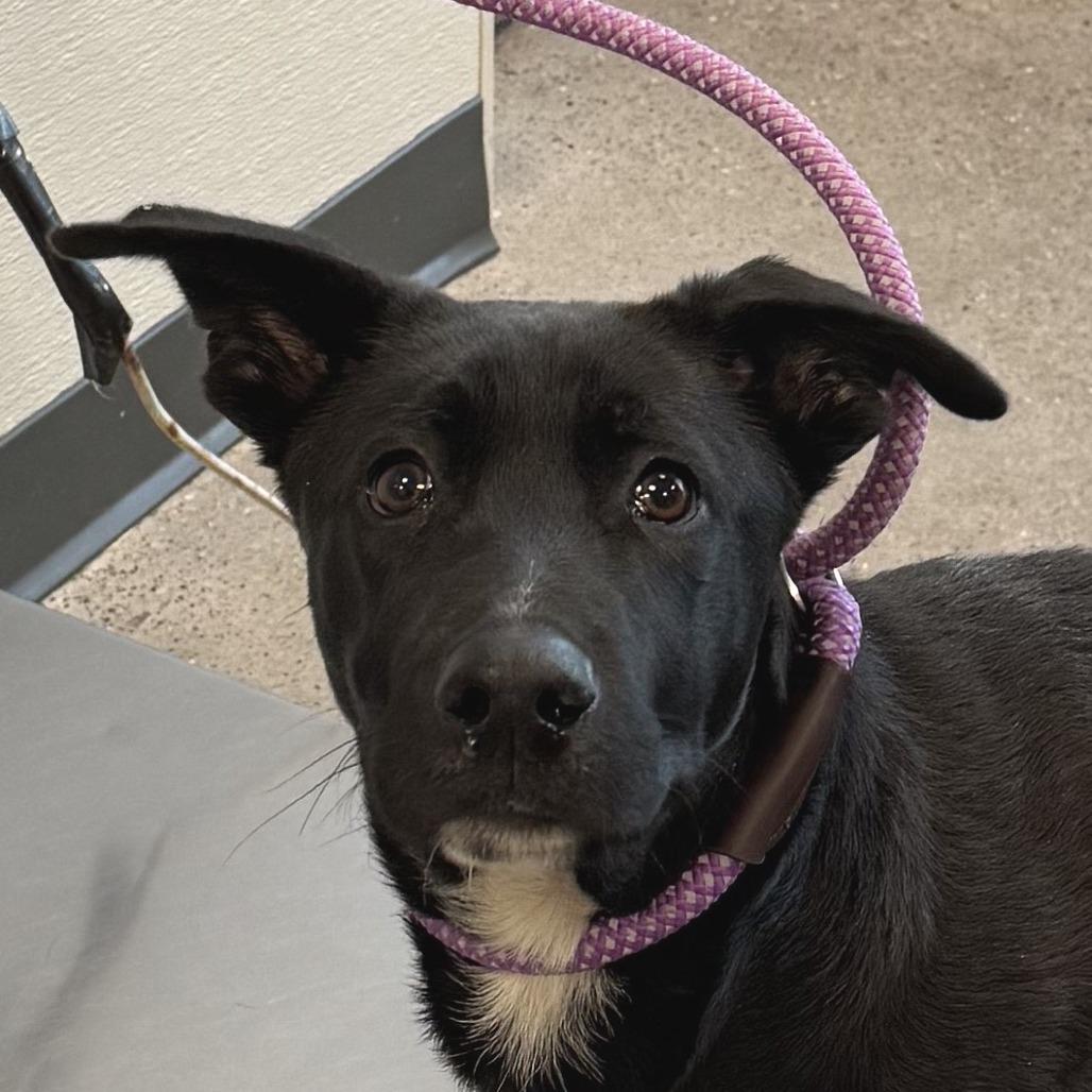 Enlarge Dexter, a Adoptable Mixed Breed in Las Cruces, NM image 5/6