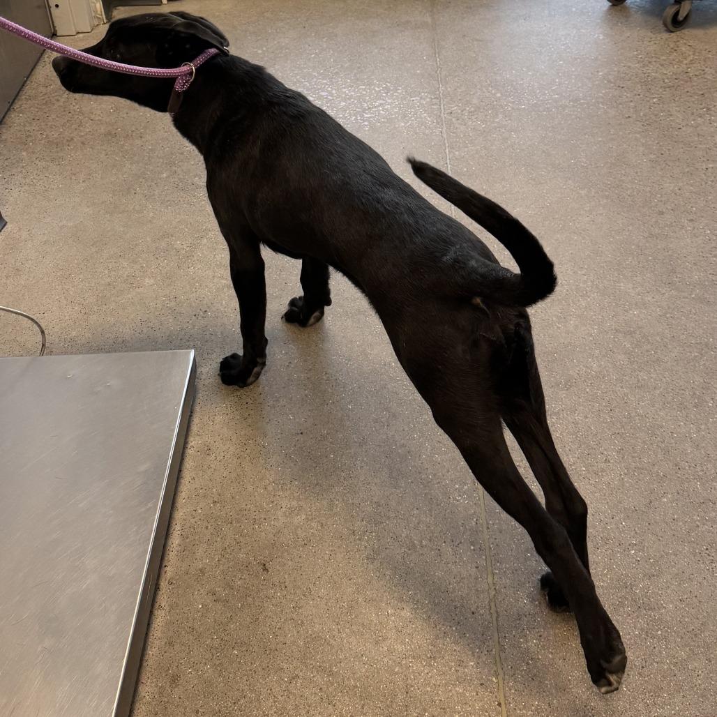 Enlarge Dexter, a Adoptable Mixed Breed in Las Cruces, NM image 6/6