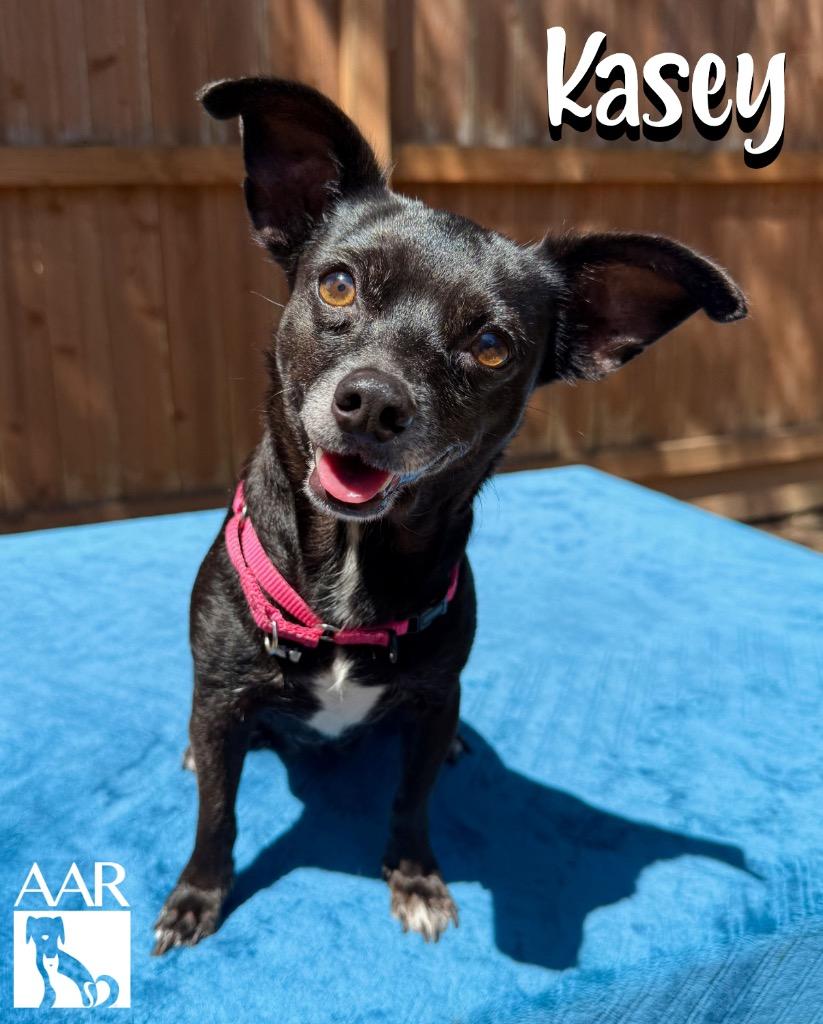 Enlarge Kasey, a Adoptable Chihuahua in Magnolia, TX image 1/4