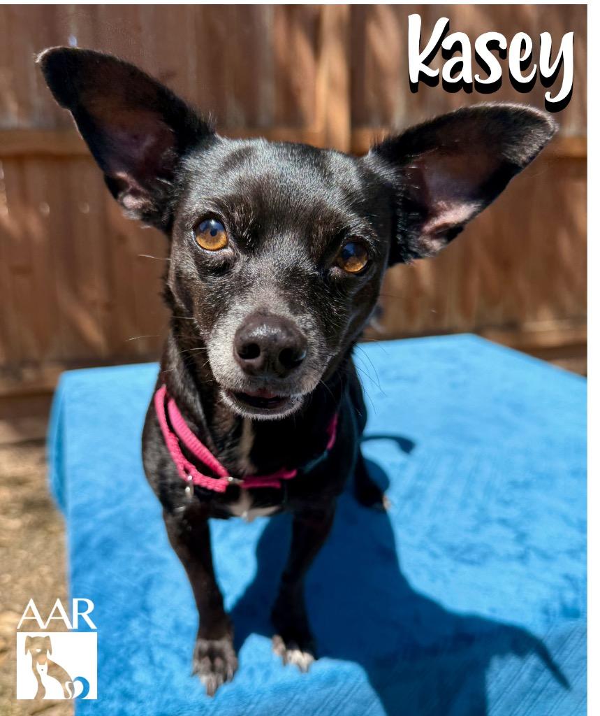 Enlarge Kasey, a Adoptable Chihuahua in Magnolia, TX image 2/4