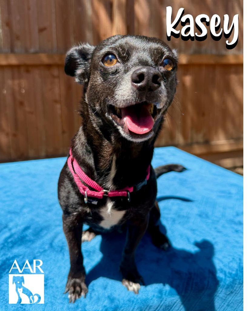 Enlarge Kasey, a Adoptable Chihuahua in Magnolia, TX image 4/4