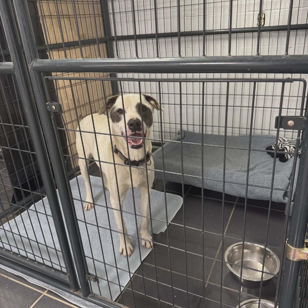 Kano, Adoptable, Adult Male Australian Cattle Dog / Blue Heeler.