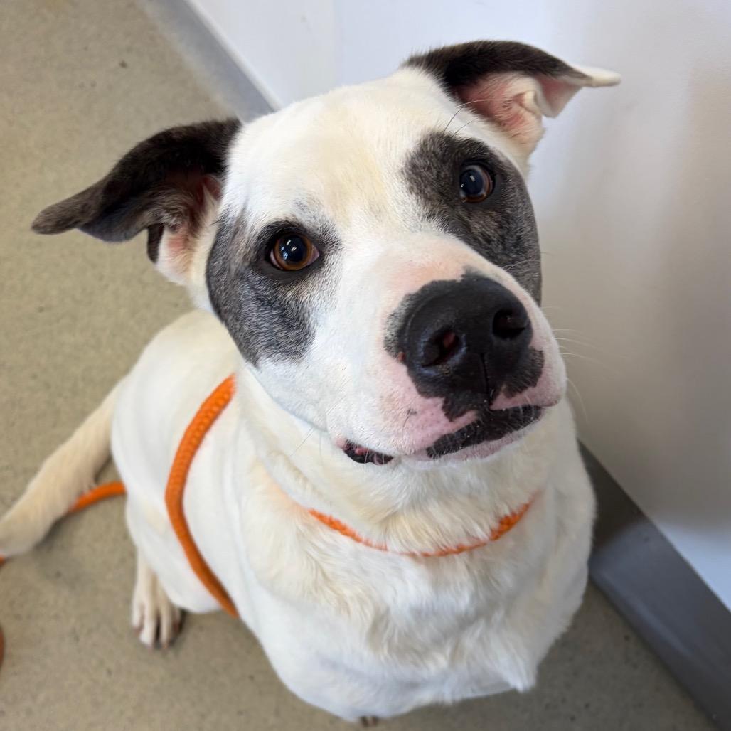 Enlarge Kano, a Adoptable Australian Cattle Dog / Blue Heeler in Gordonsville, TN image 2/6
