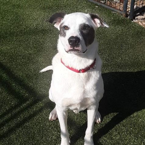 Enlarge Kano, a Adoptable Australian Cattle Dog / Blue Heeler in Gordonsville, TN image 4/6