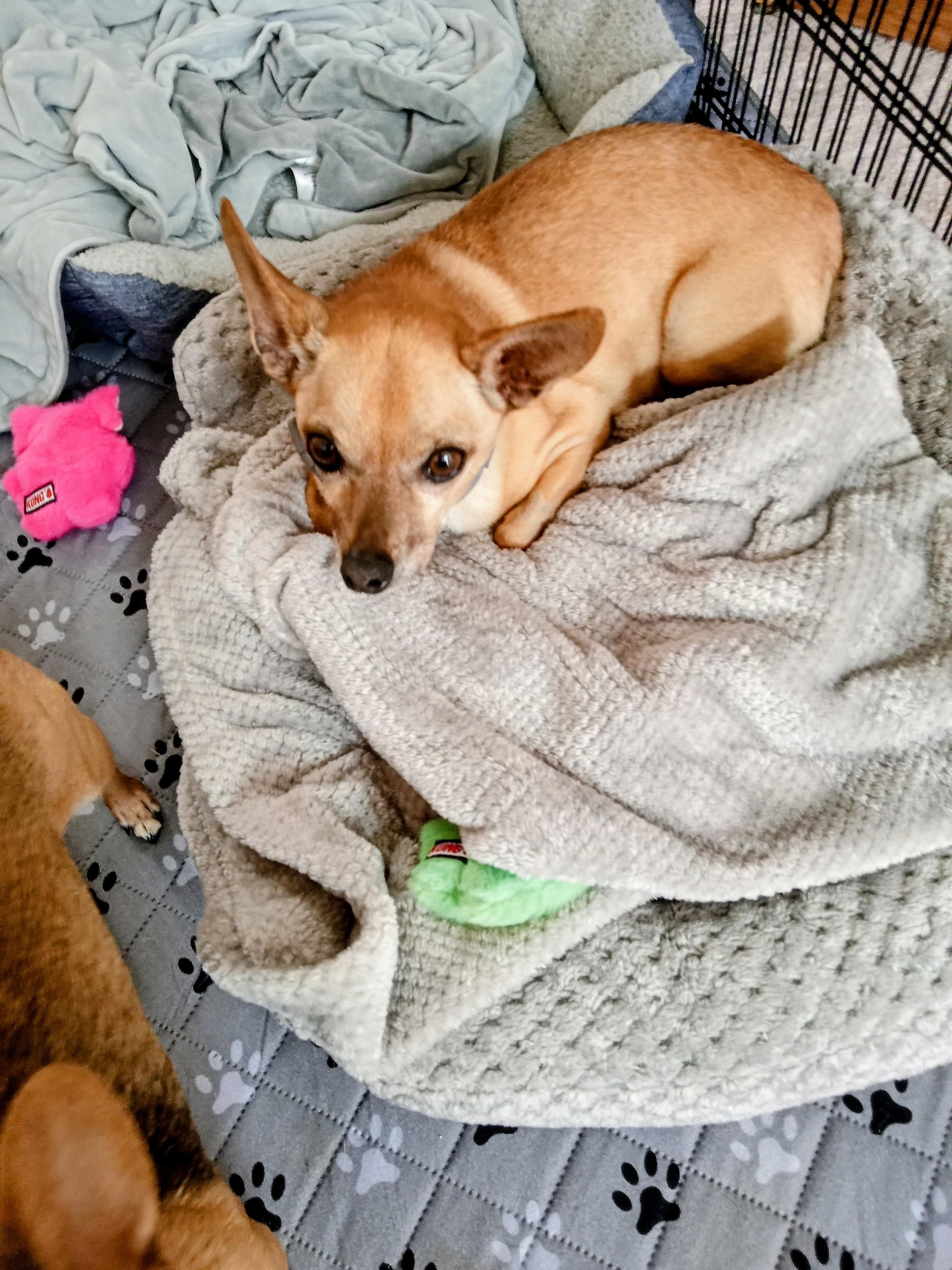 Enlarge Peppy Lou, a Adoptable Chihuahua in Albuquerque, NM image 3/3
