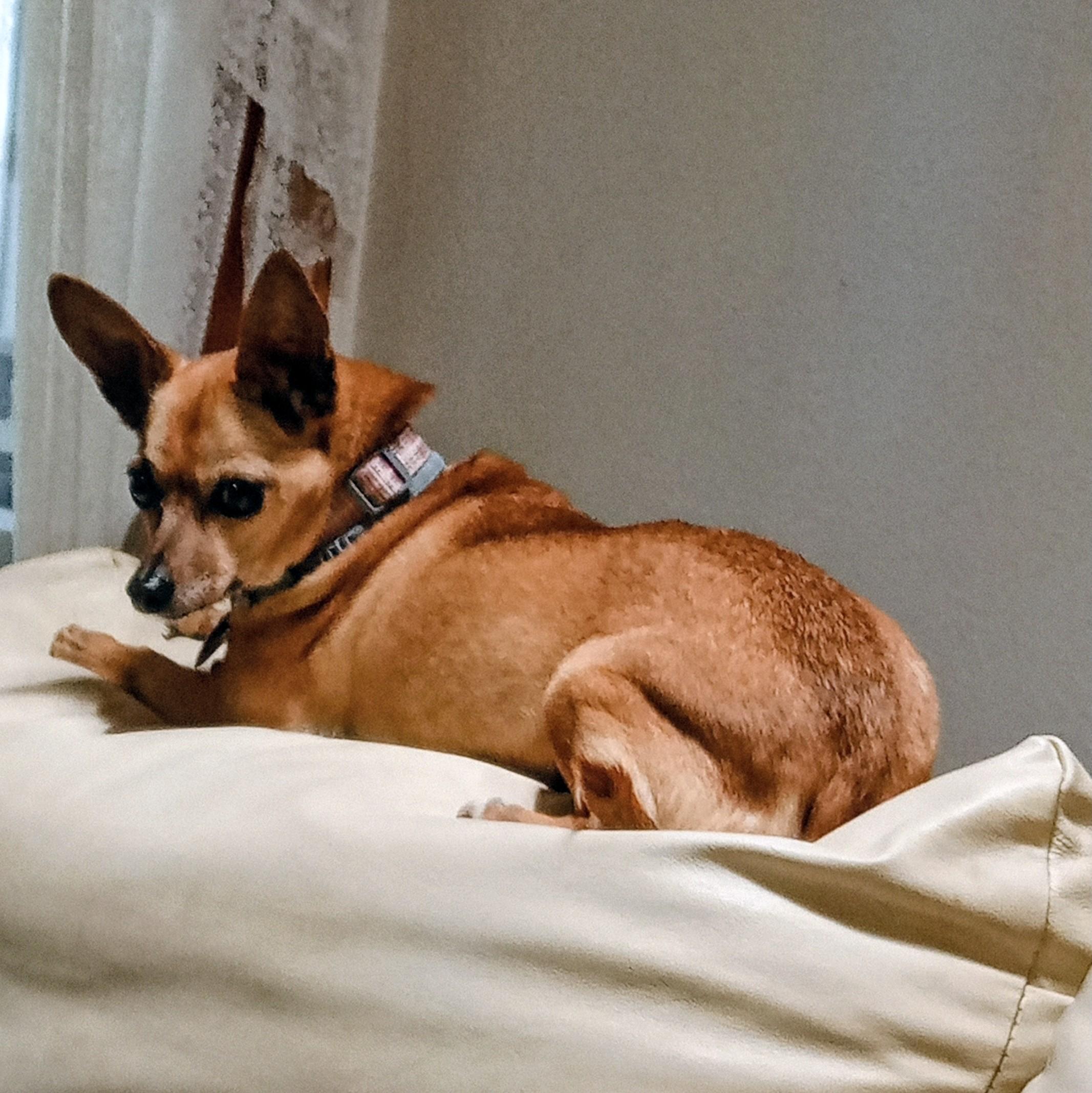 Peppy Lou, Adoptable, Adult Female Chihuahua.