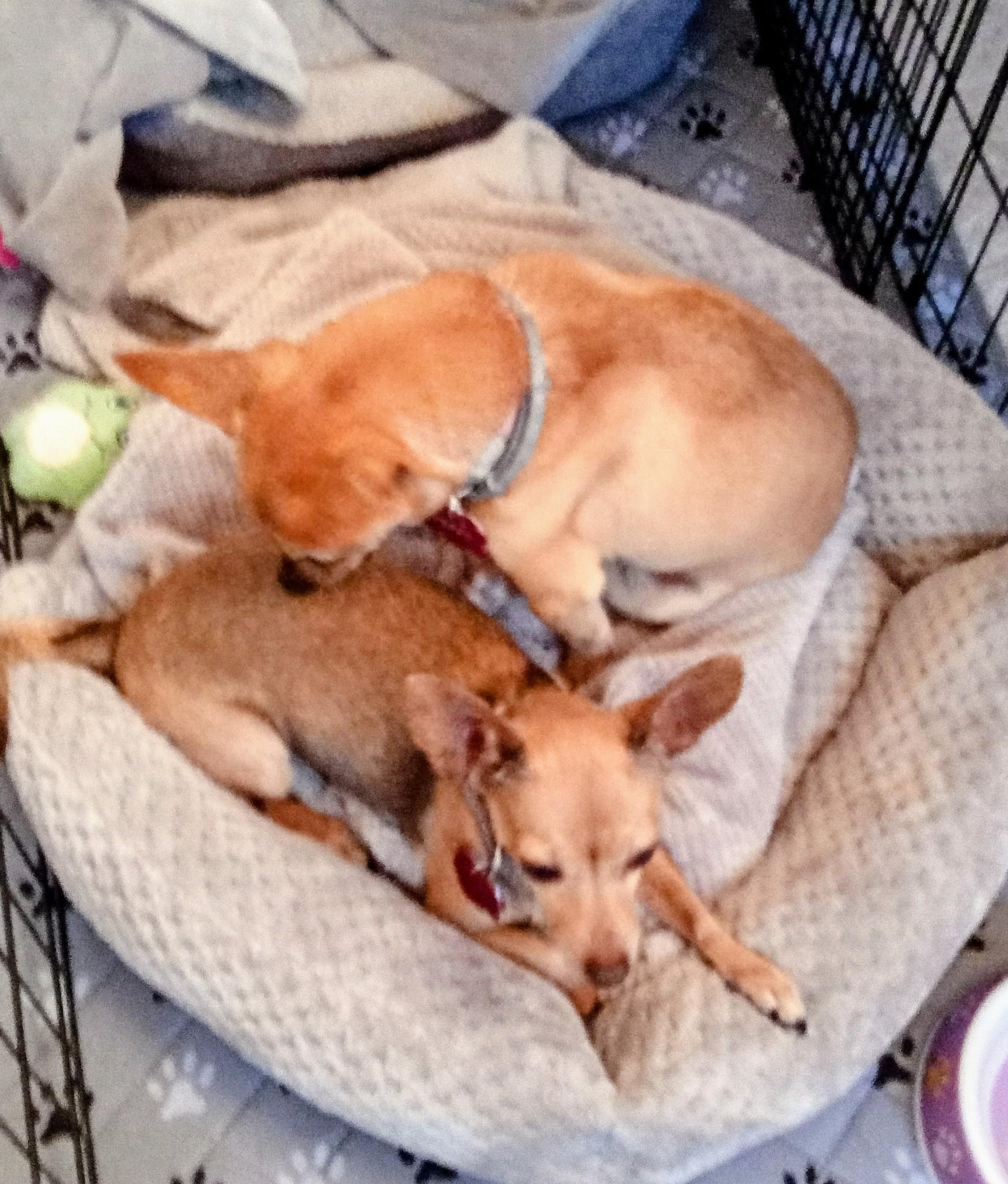 Enlarge Peppy Lou, a Adoptable Chihuahua in Albuquerque, NM image 2/3
