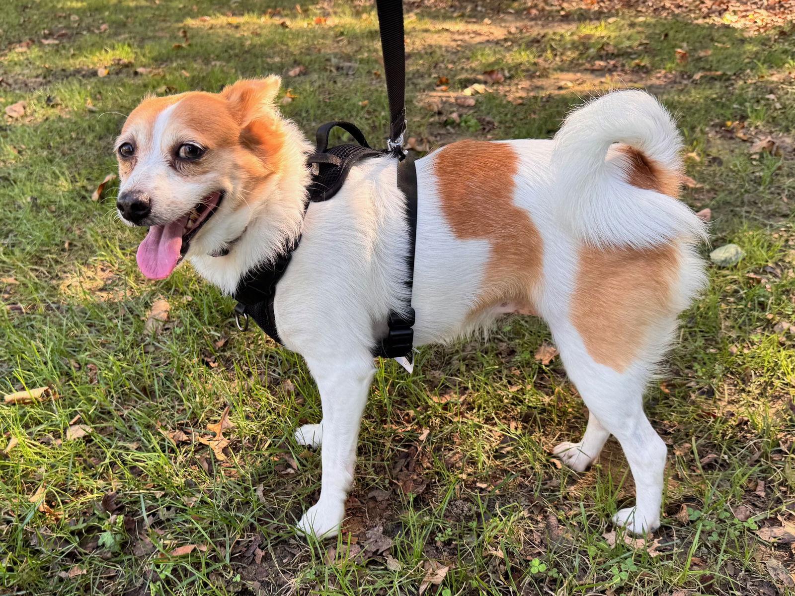 Enlarge Paris, a Adoptable mixed breed in Columbia, MD image 2/3