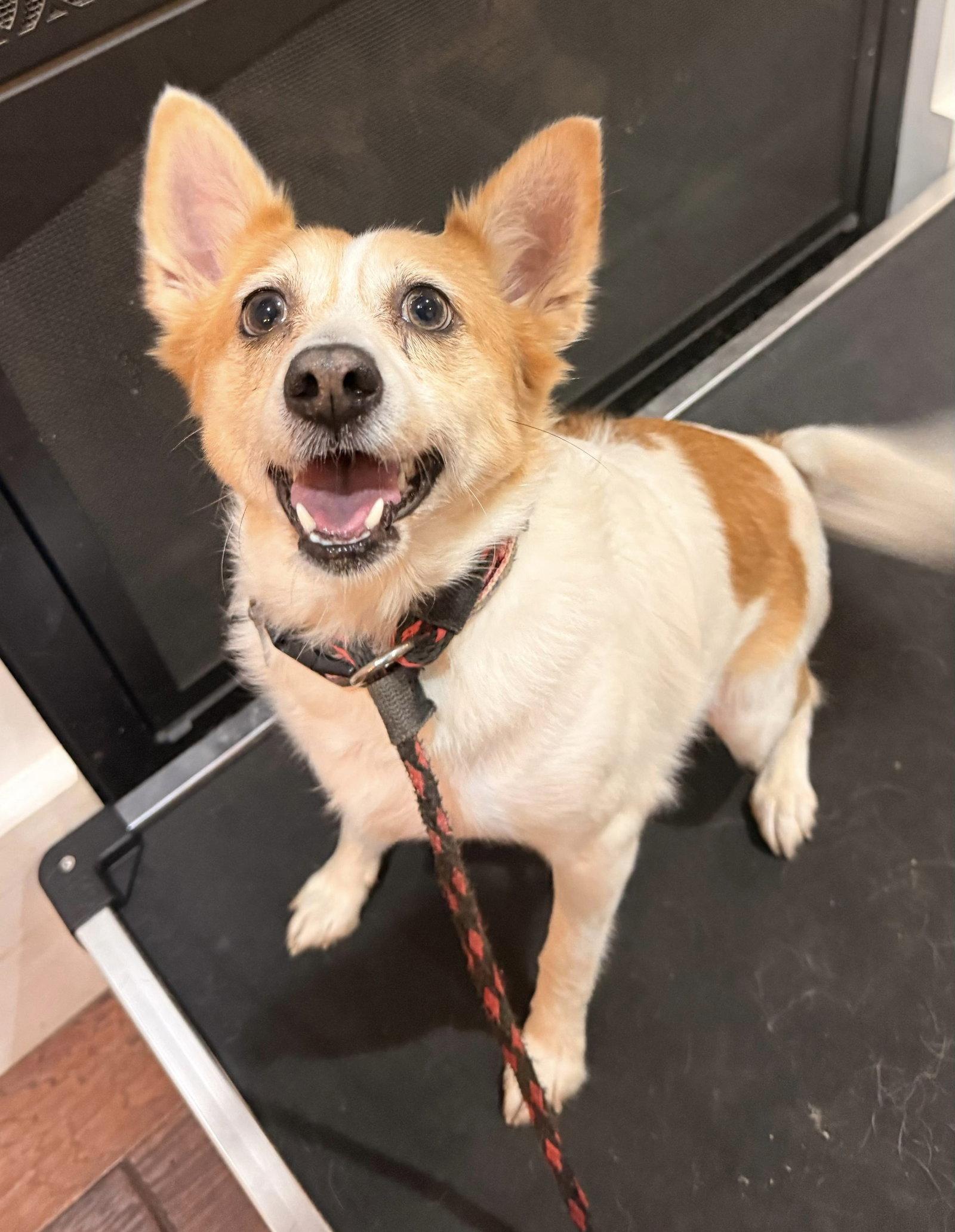 Paris, Adoptable, Young Female Jack Russell Terrier & Corgi.