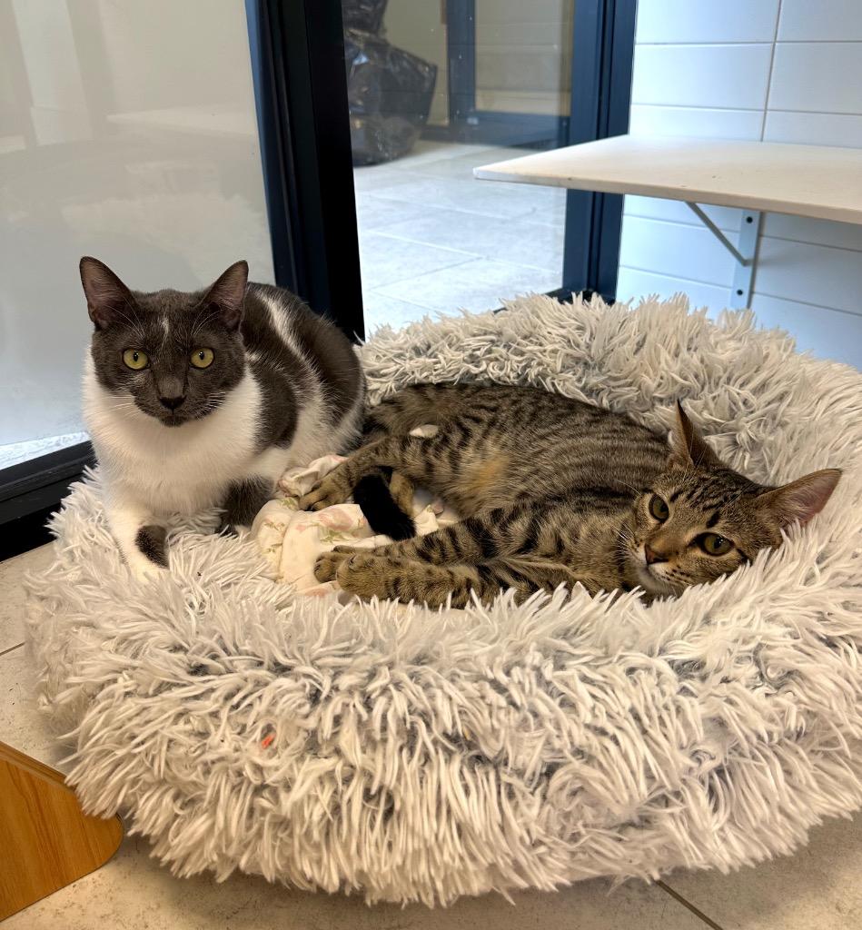 Yakko, Adoptable, Young Male Domestic Short Hair.