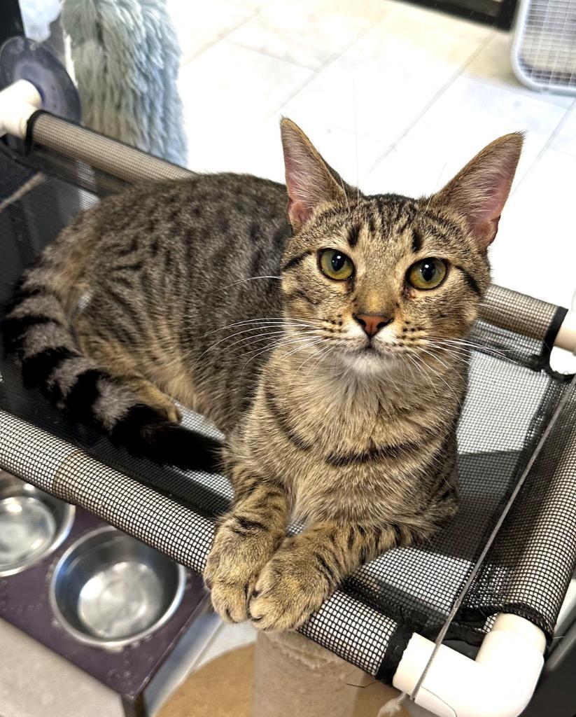 Yakko, a Adoptable mixed breed in New Orleans, LA image 2/6