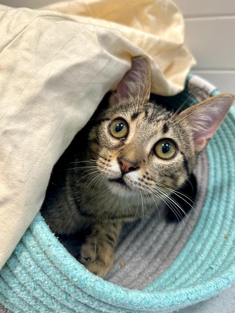 Yakko, a Adoptable mixed breed in New Orleans, LA image 3/6