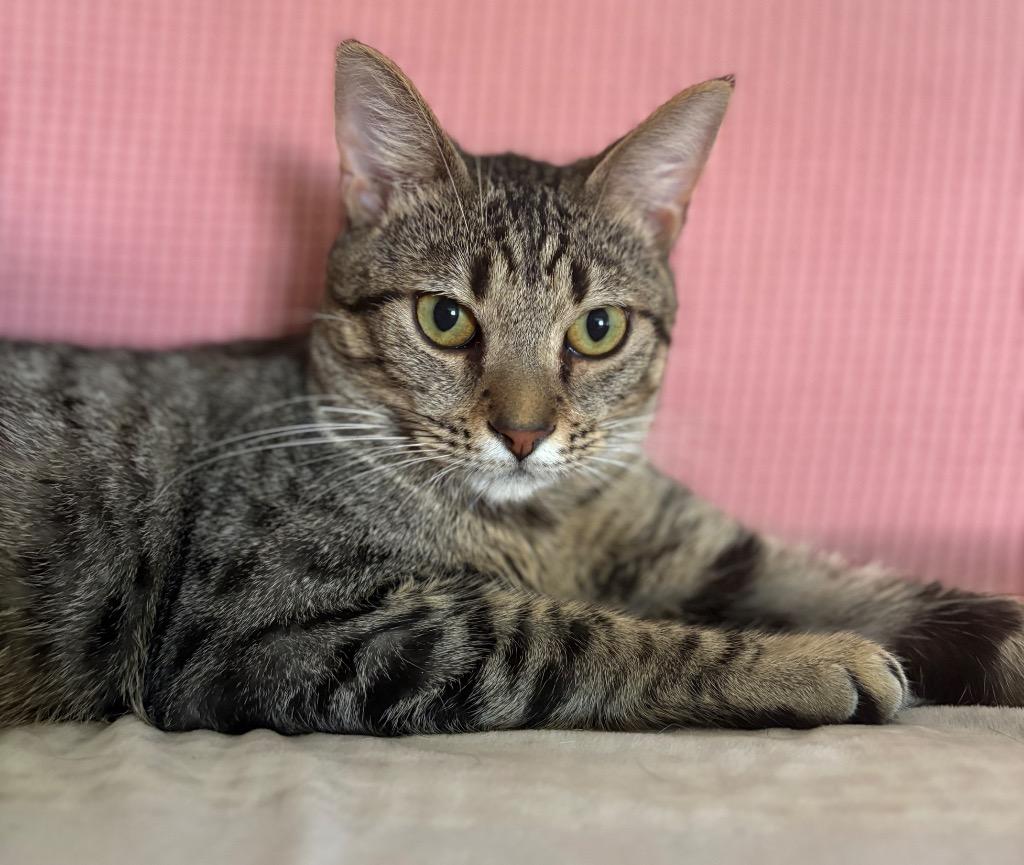 Yakko, a Adoptable mixed breed in New Orleans, LA image 4/6