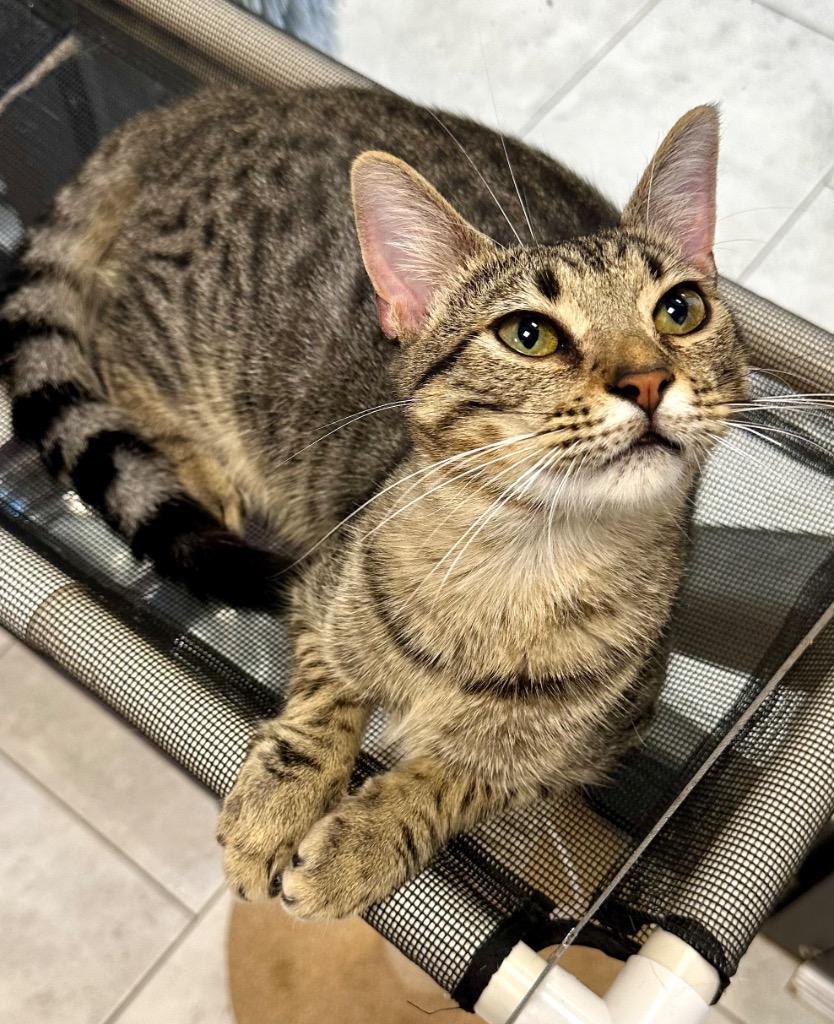 Yakko, a Adoptable mixed breed in New Orleans, LA image 5/6