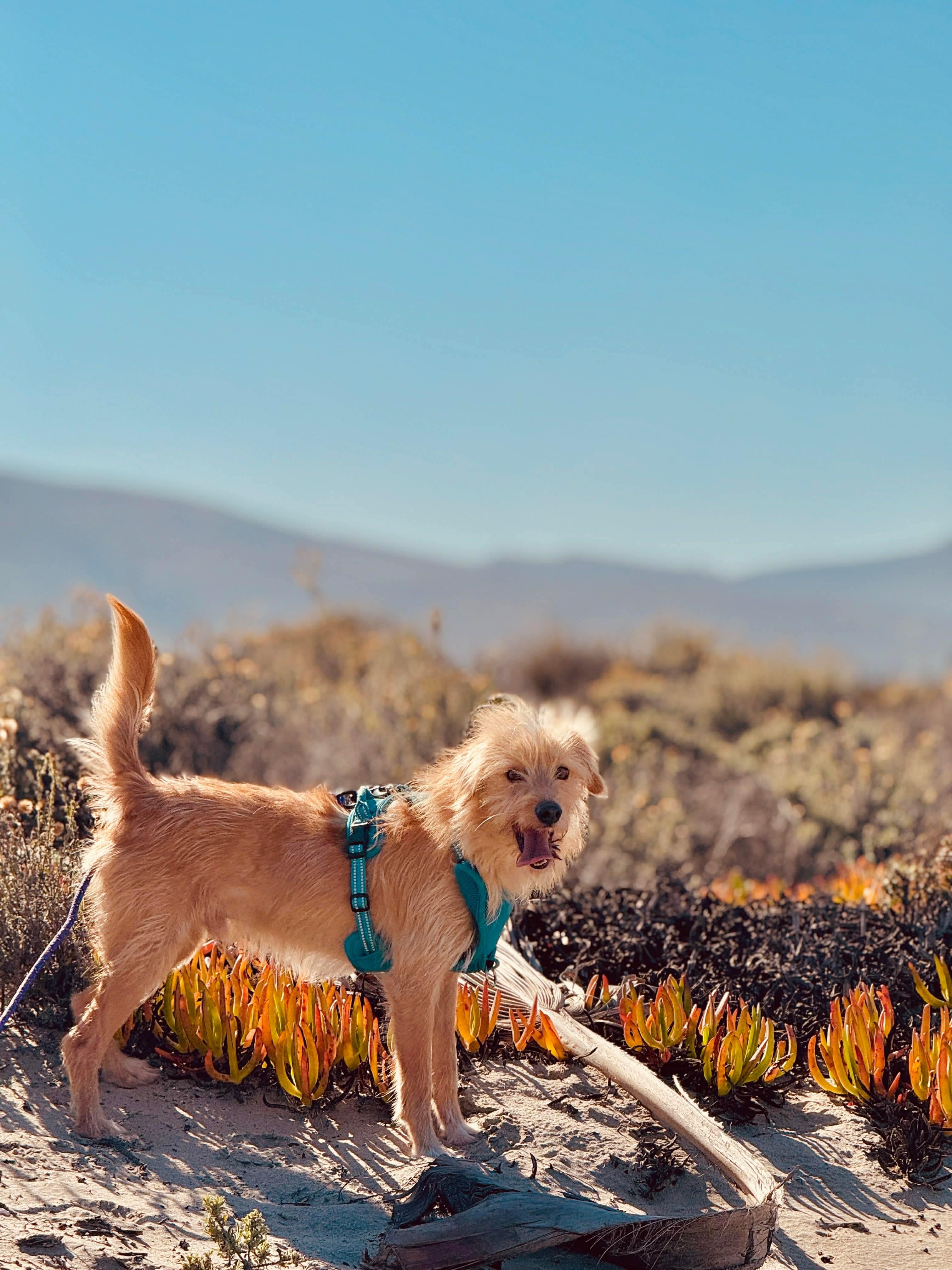 Enlarge Bengy, a ADOPTABLE mixed breed in San Diego, CA image 2/2